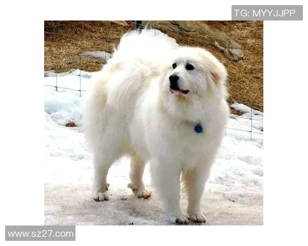 韩国狗狗足球明星的名字与他们的精彩故事分享